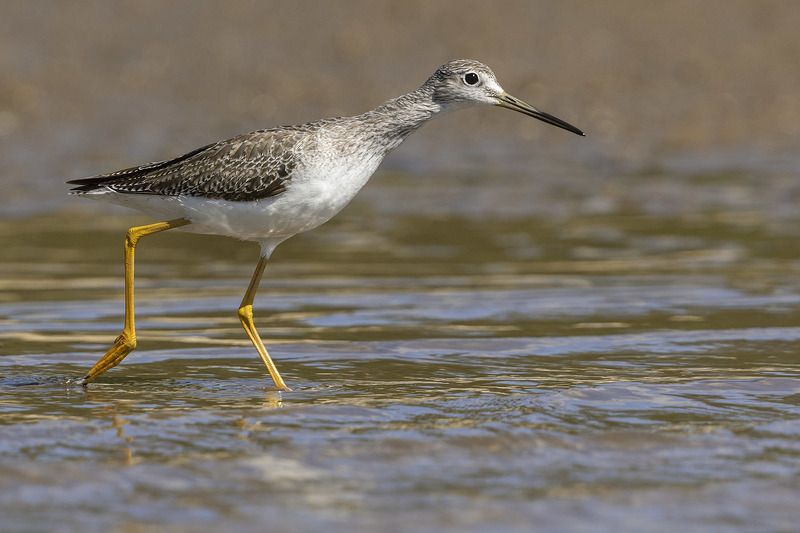 птицы, уругвай *** фото превью