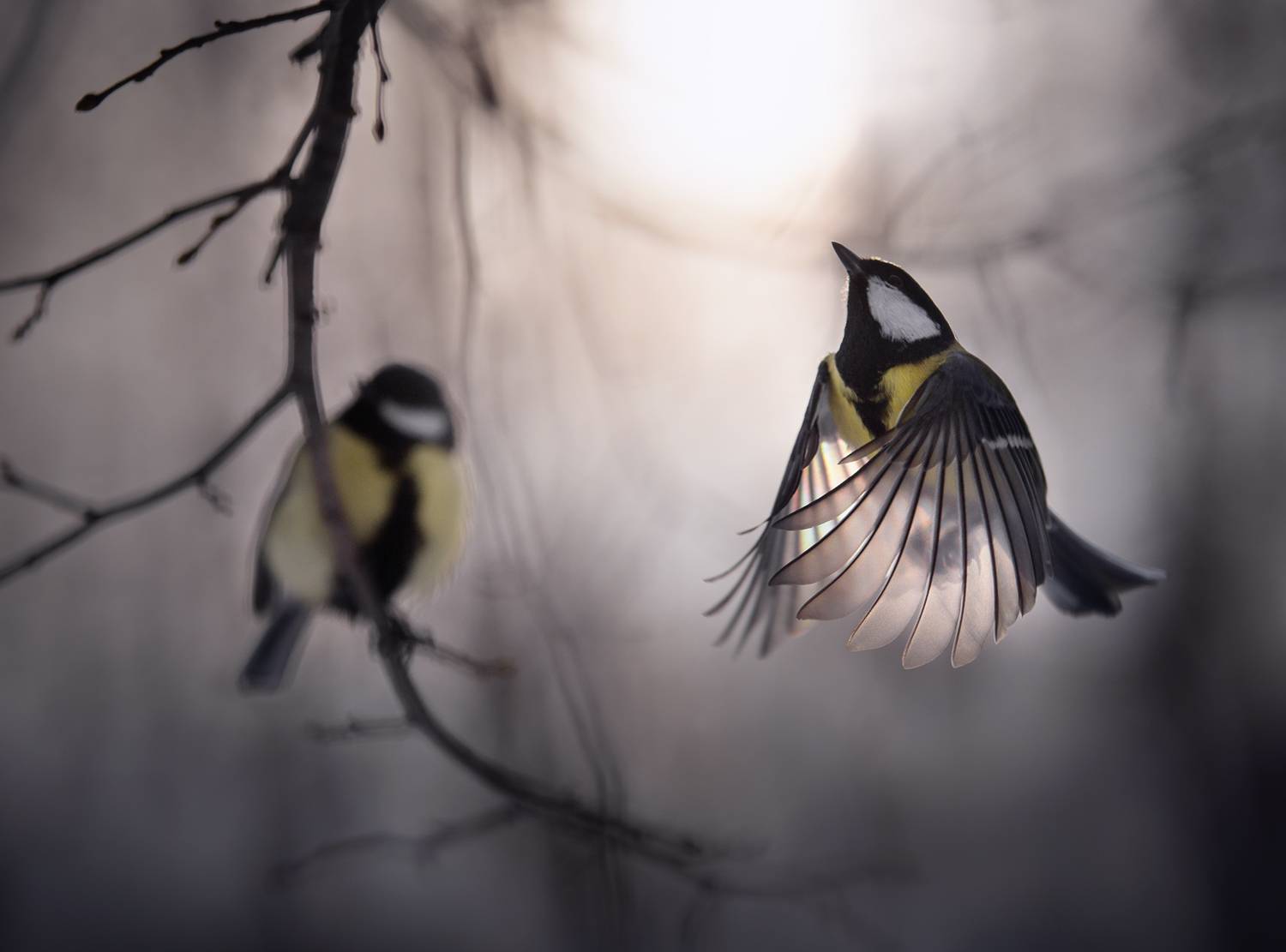 лес, свет, утро, природа, синица, птицы, Баранов Олег