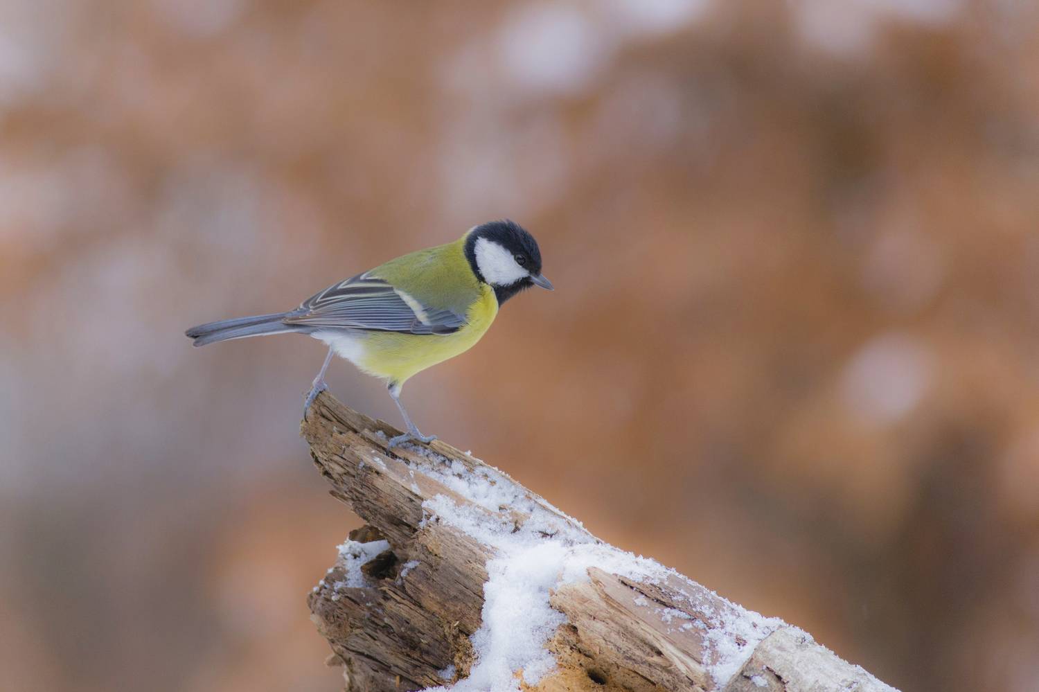 Horizontal, Bird, Photography, Wildlife, Nature, Songbird, Titmouse, Branch, Wild, Animal, Tit, Forest, Damian Cyfka