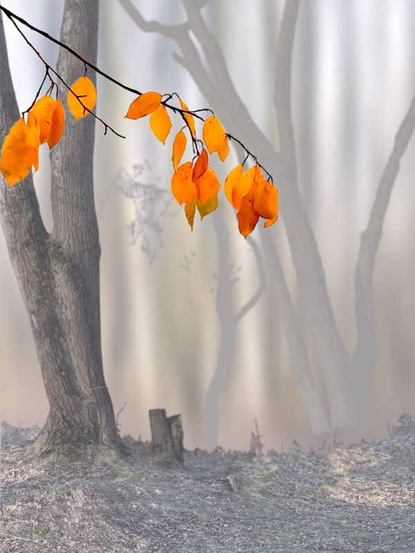 Последний привет осени фото превью