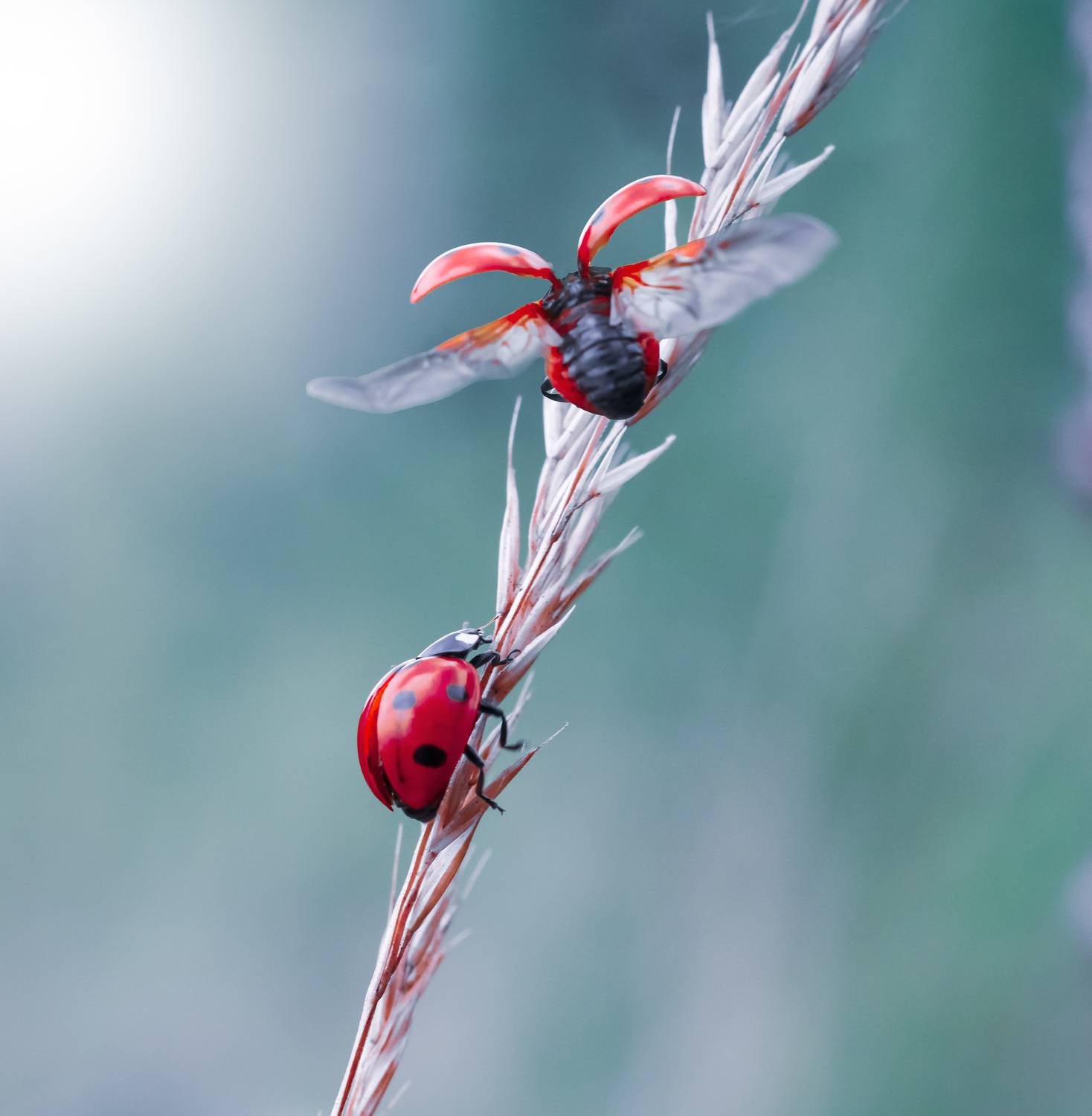 , Julia Khvorostyanaya