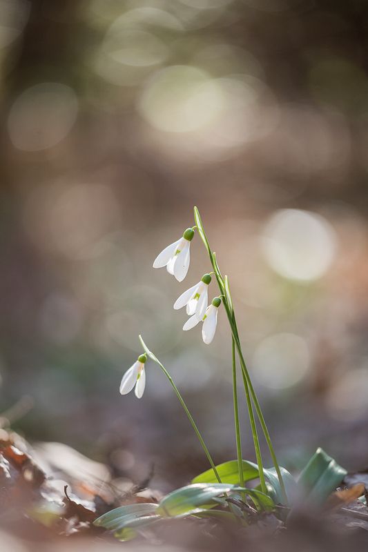 Подснежники фото превью