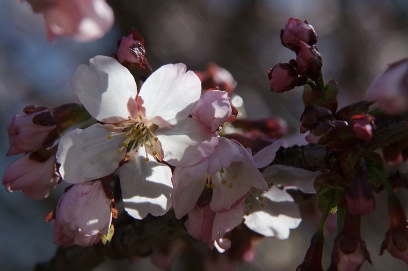 В полном цвету фото превью