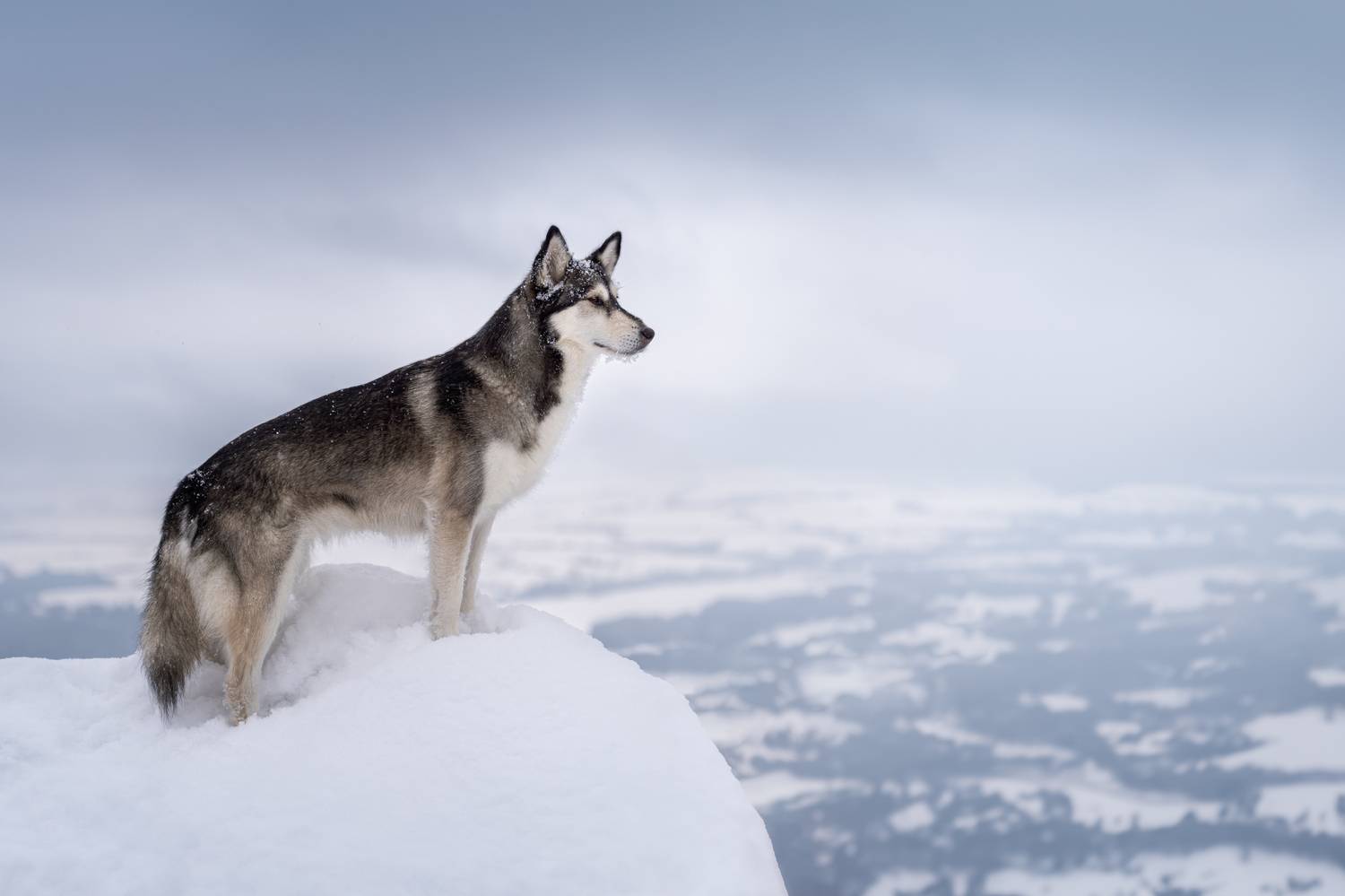 , Kriszti&aacute;n Csalami