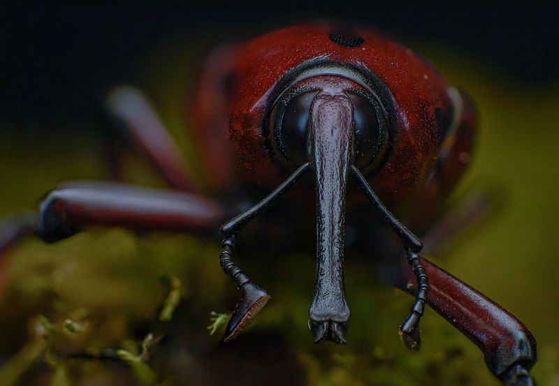 macro, insect, nature, weevil Weevil фото превью
