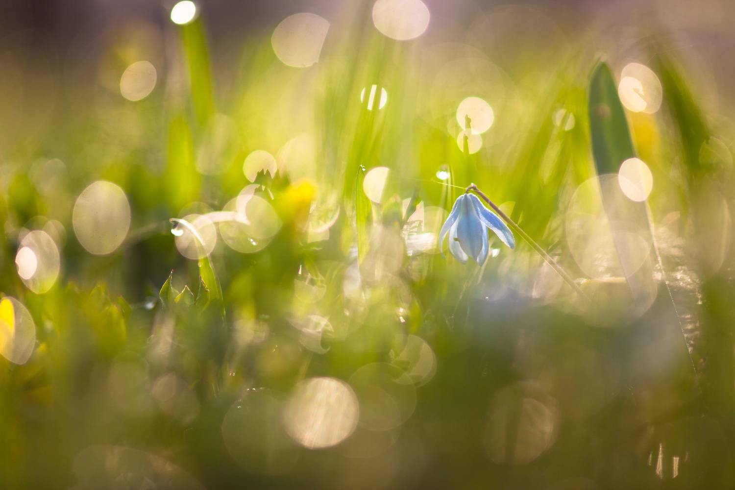 , Викулов Николай