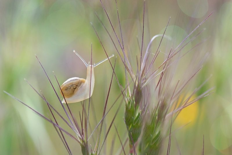 Очарованная весной... фото превью