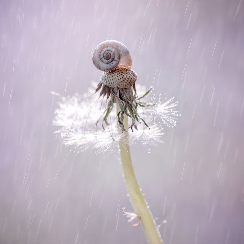 одуванчик, лето, вечер, дождь, улитка Под дождём фото превью