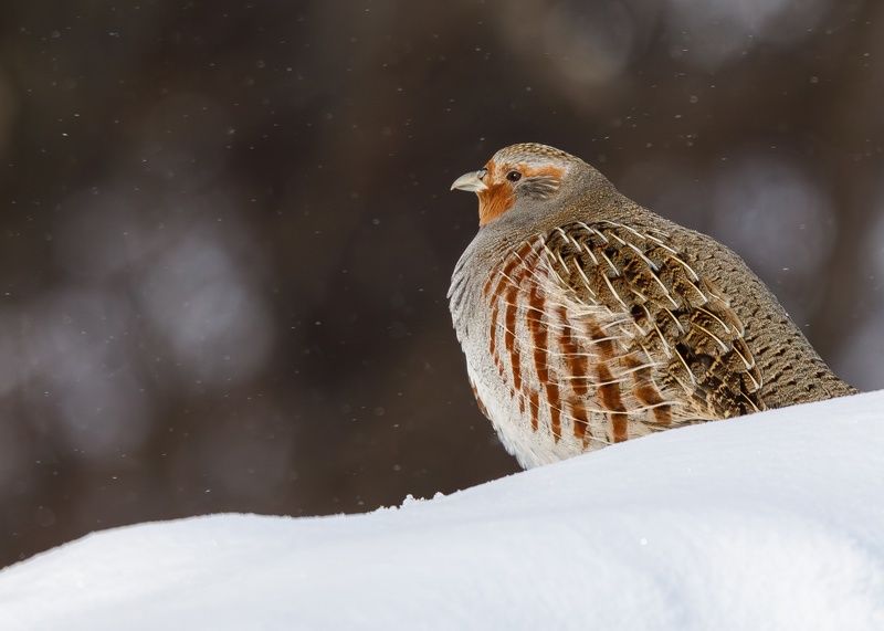 Серая куропатка/Grey Partridge фото превью