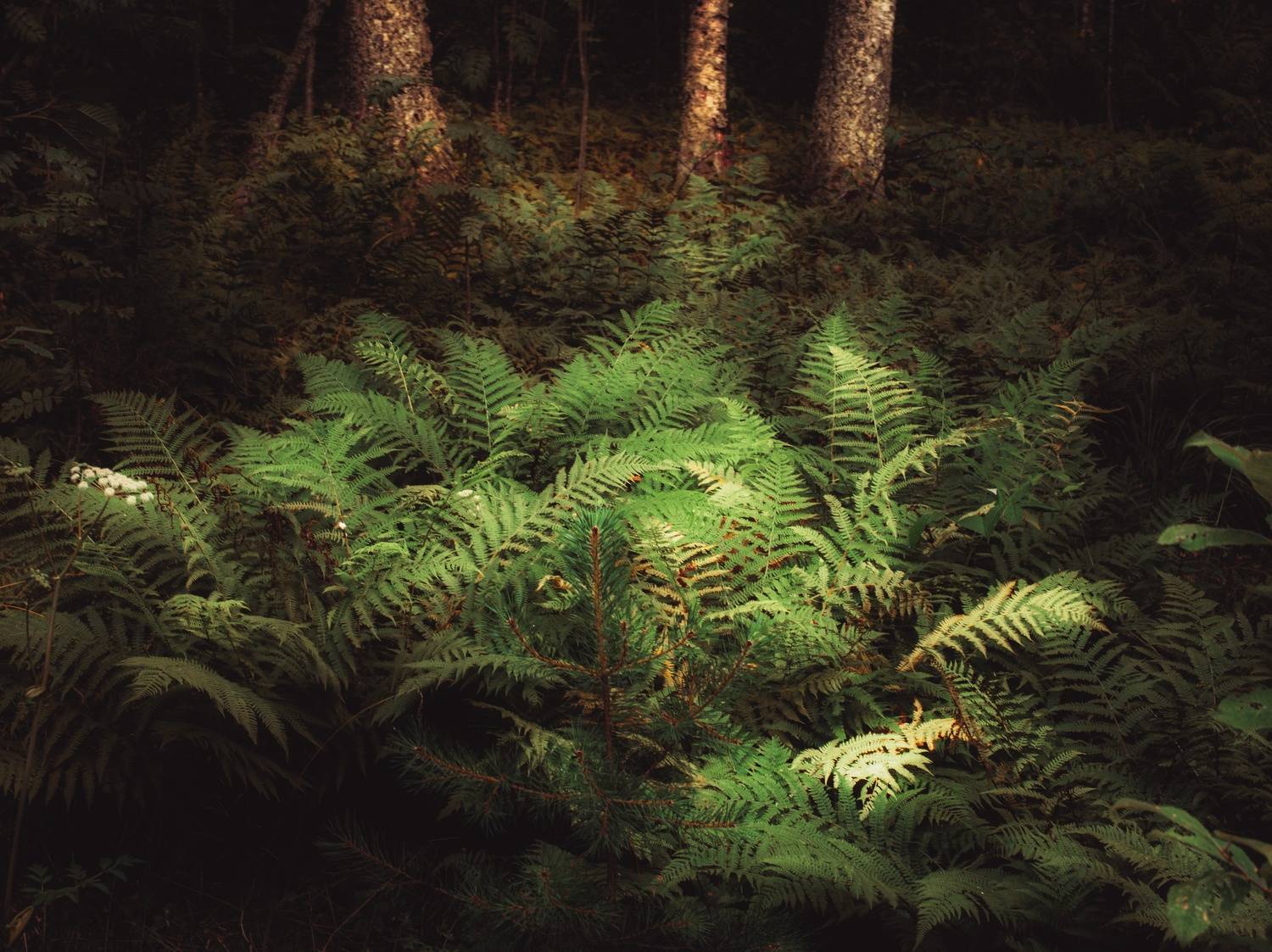 папоротник, растения, лес, пейзаж, карелия, Хомастя Настя
