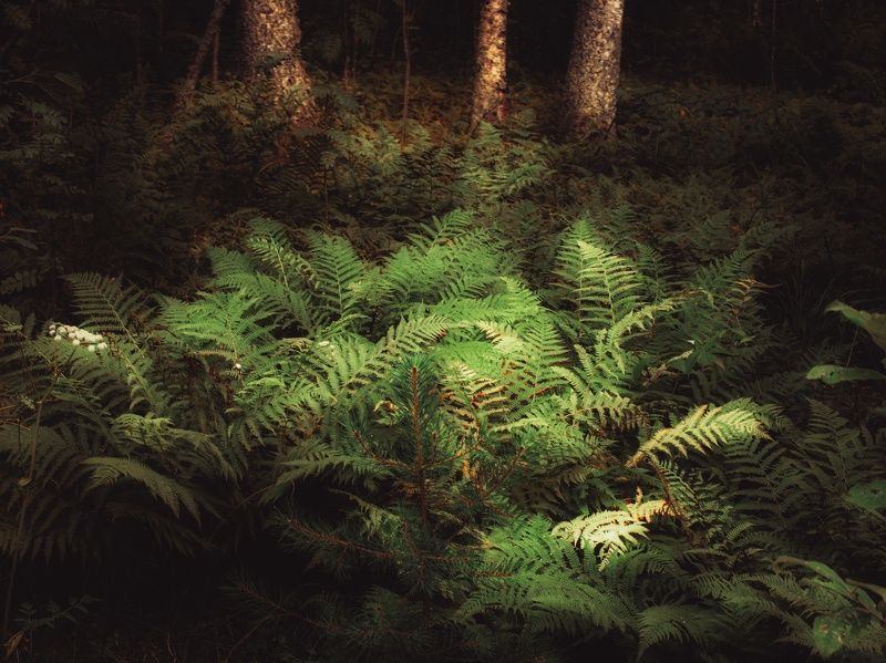 Дремлет папоротник пышный в тенистой комнате лесной фото превью