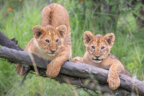 Плюшки ми-ми-ми...