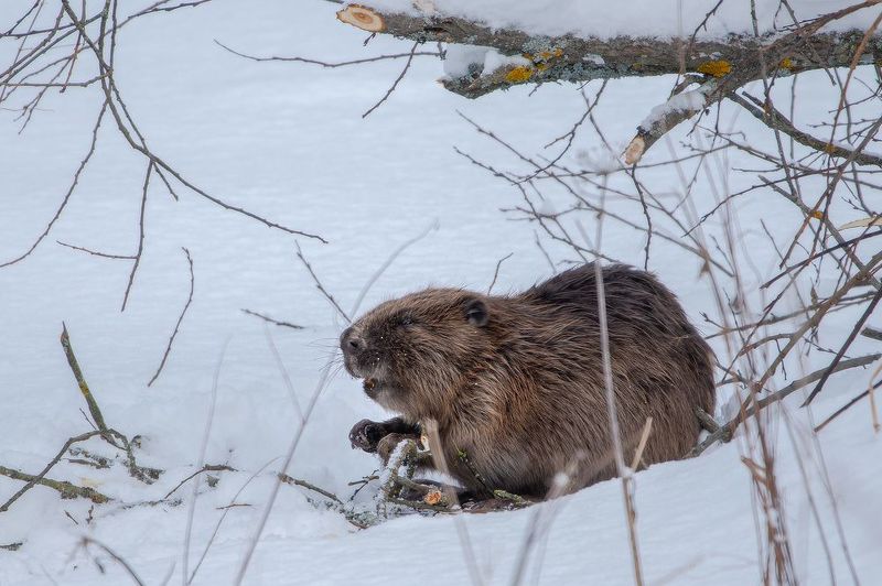 Бобриный обед фото превью