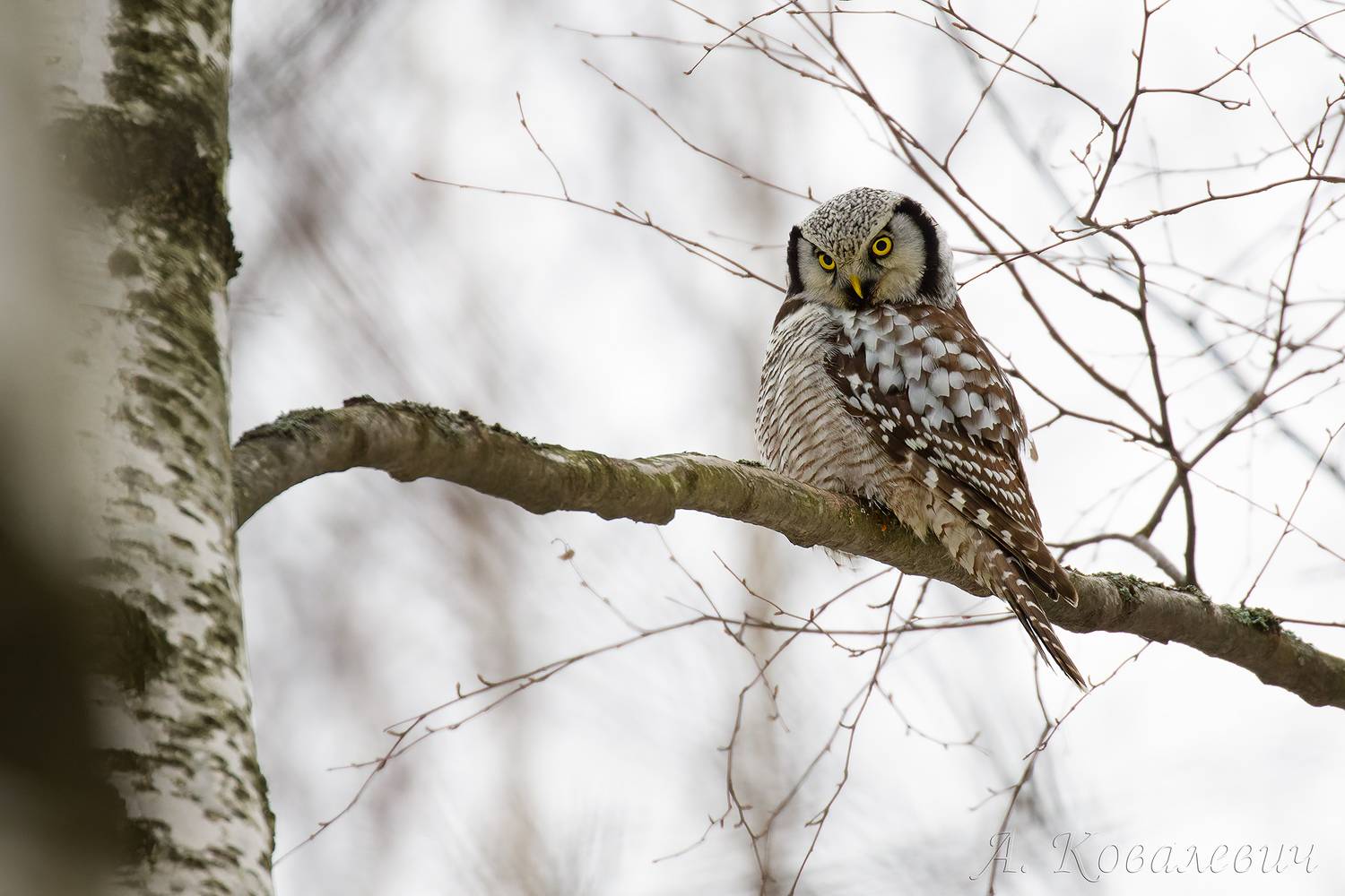 ястребиная сова, Ковалевич А.