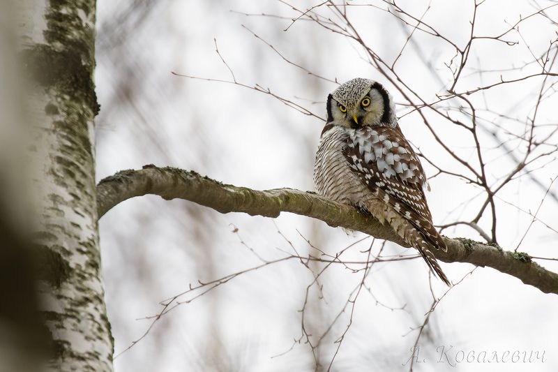 ястребиная сова *** фото превью