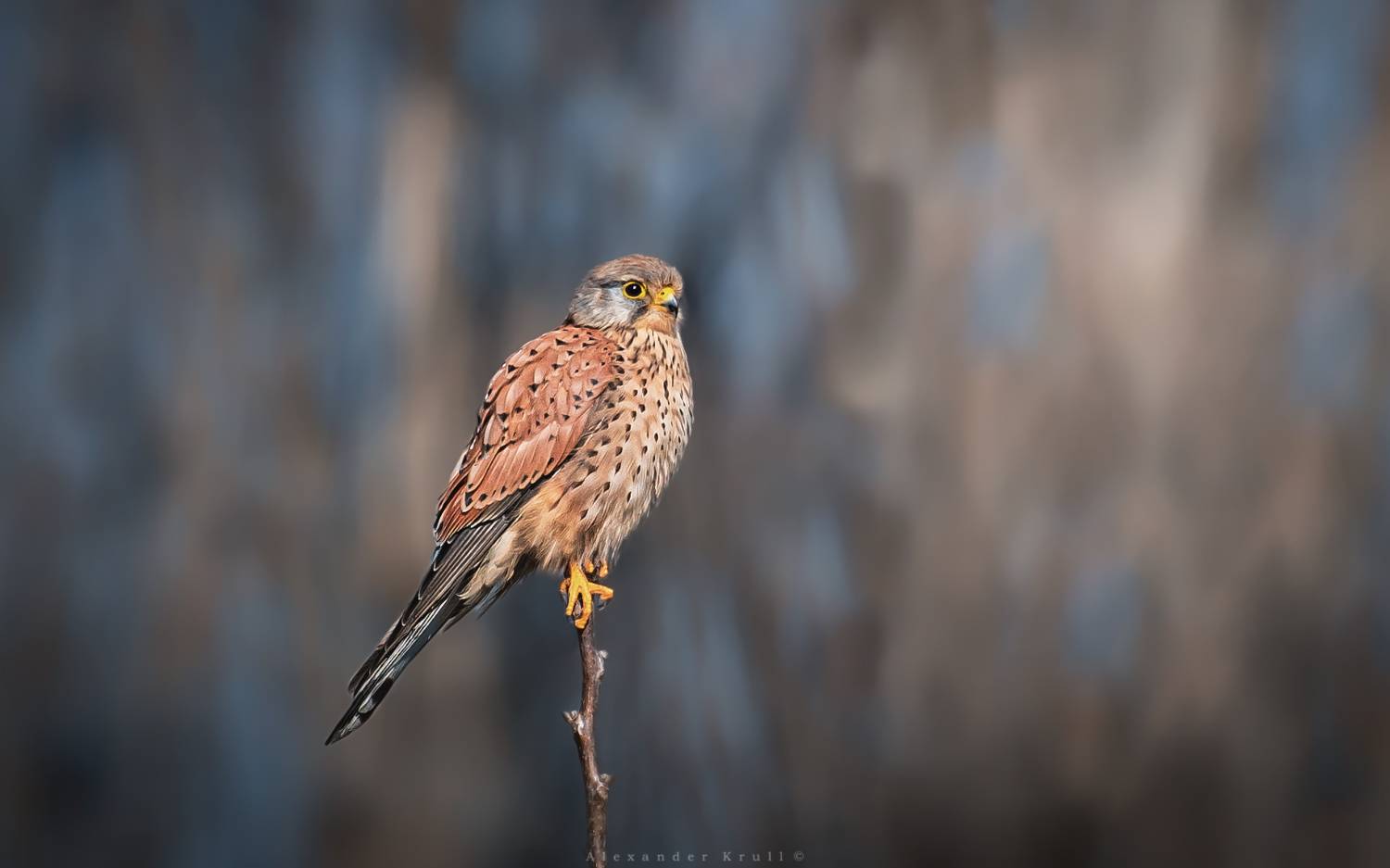 пустельга, обыкновенная пустельга, falco tinnunculus, сокол, Круль Александр