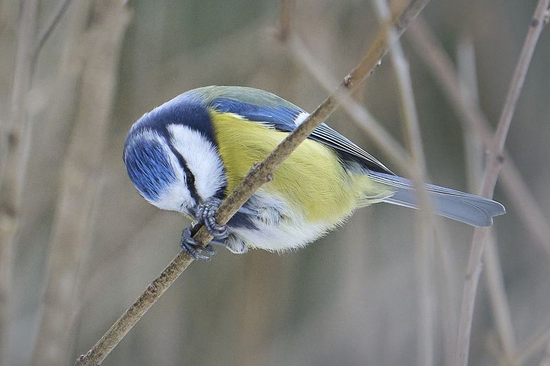 Blue Tit... фото превью