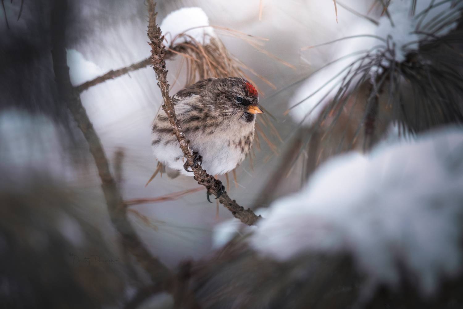 природа, лес, поля, огороды, животные, птицы, макро, Посевич Дмитрий