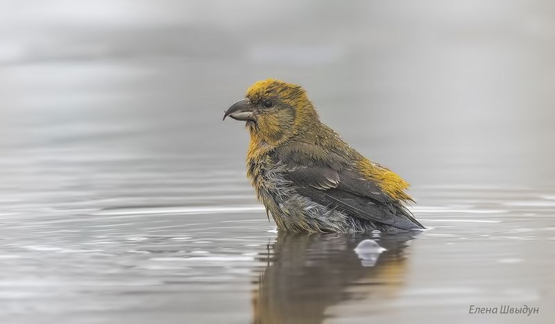 bird of prey, animal, birds, bird,  animal wildlife,  nature,  animals in the wild,клёст, клёст-еловик, еловик, купание клестов, red crossbill, птицы, птица Как клесты в баню сходили фото превью
