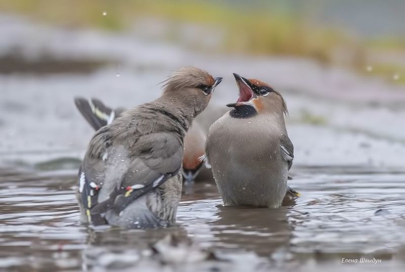 bird of prey, animal, birds, bird, animal wildlife, nature, animals in the wild, свиристели, свиристель, купание свиристелей, bohemiam waxwing, bohemian waxwings, птицы, птица Как свиристели в баню сходили фото превью