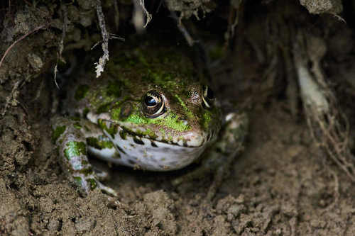 Pelophylax ridibundus