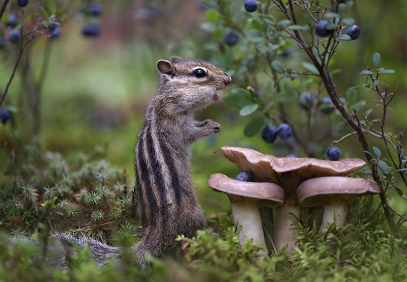 Грибы или ягоды? фото превью