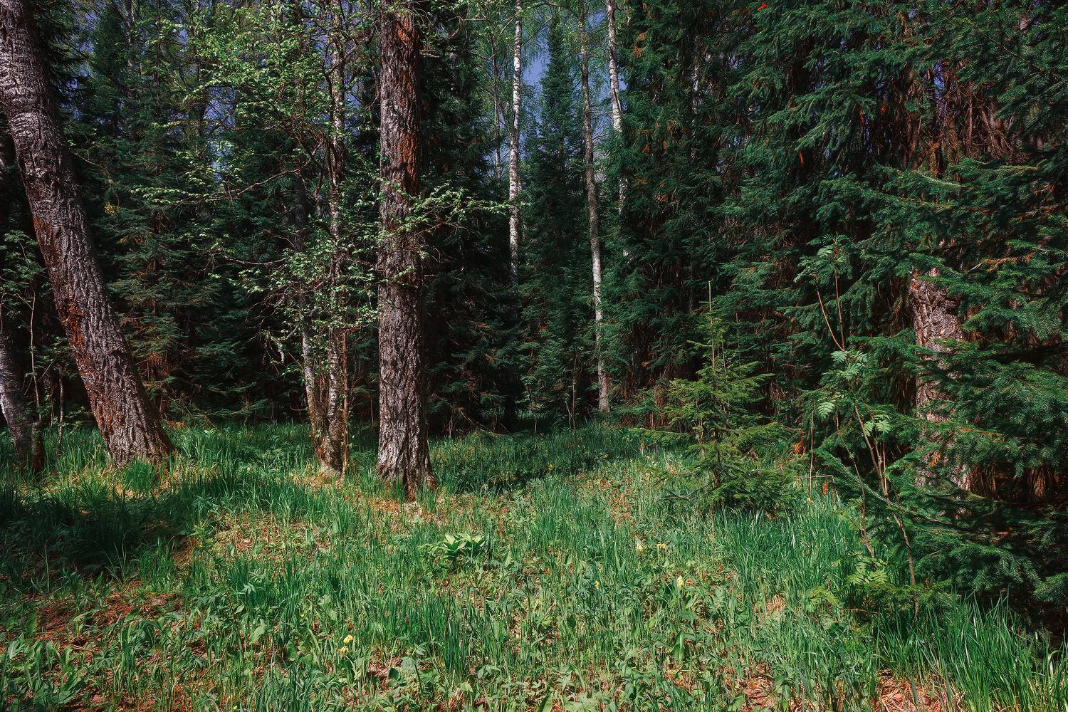 , Никитин Алексей