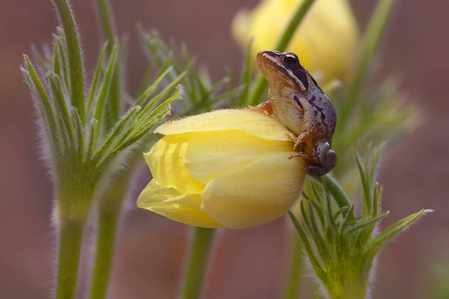 макро, лягушка, прострел, сон-трава, подснежник, лес, весна, цветы, Sokolova Tatiana