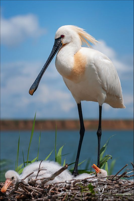 * * * фото превью