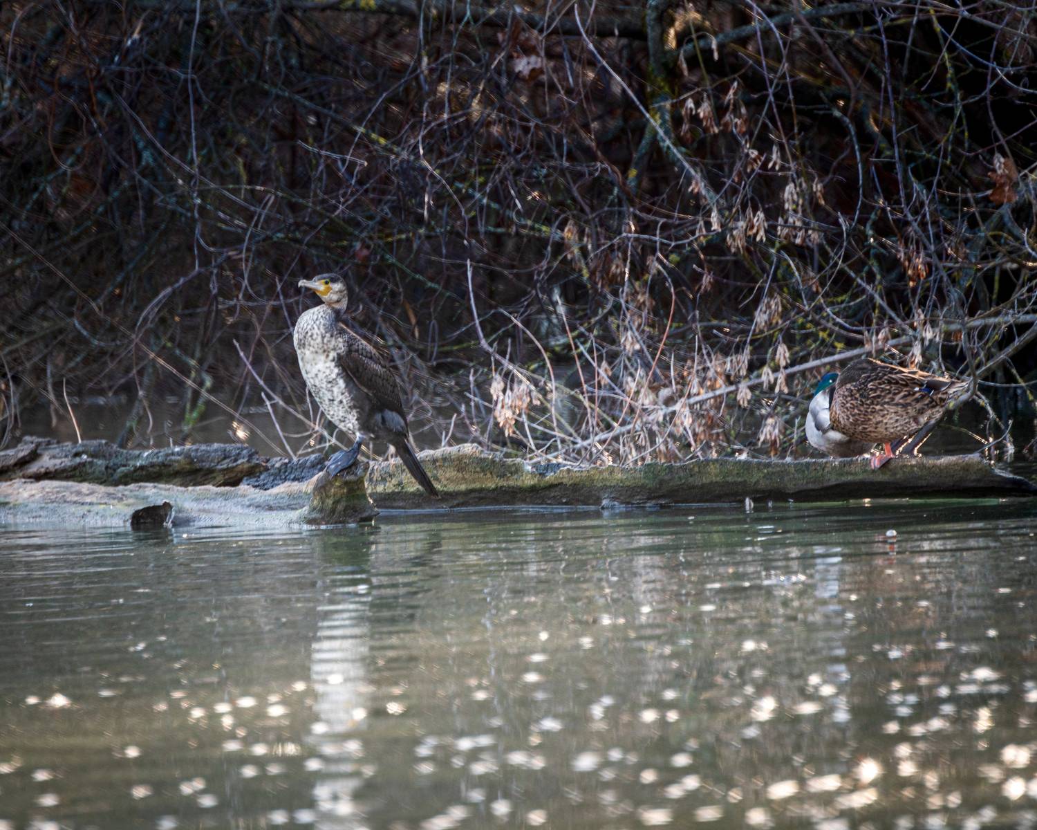 баклан, Алексей Рыльский