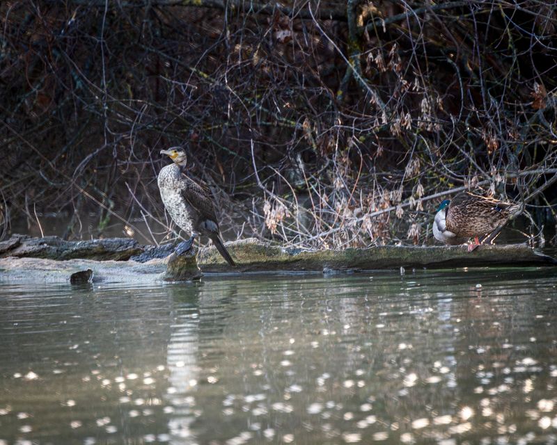 баклан Наблюдая фото превью