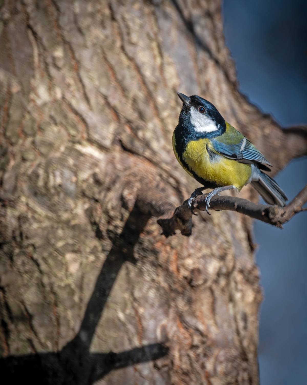 большая, синица, Алексей Рыльский