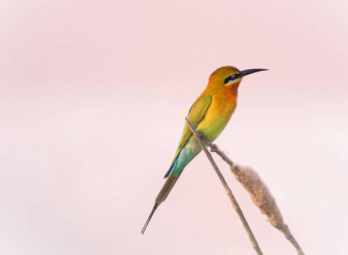 Bee-eater