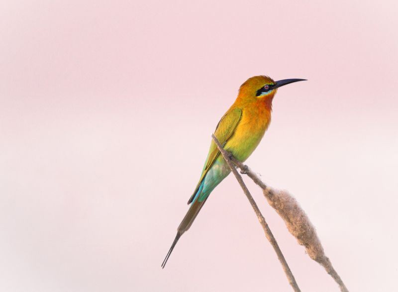 closeup, bird, birds, wild, wings, beauty, nature, swan, feather, spread, little sparrow,animal,animals,nikon,tailorbird,portrait,eyes,eagle,kite,flying,sky,prey Bee-eater фото превью
