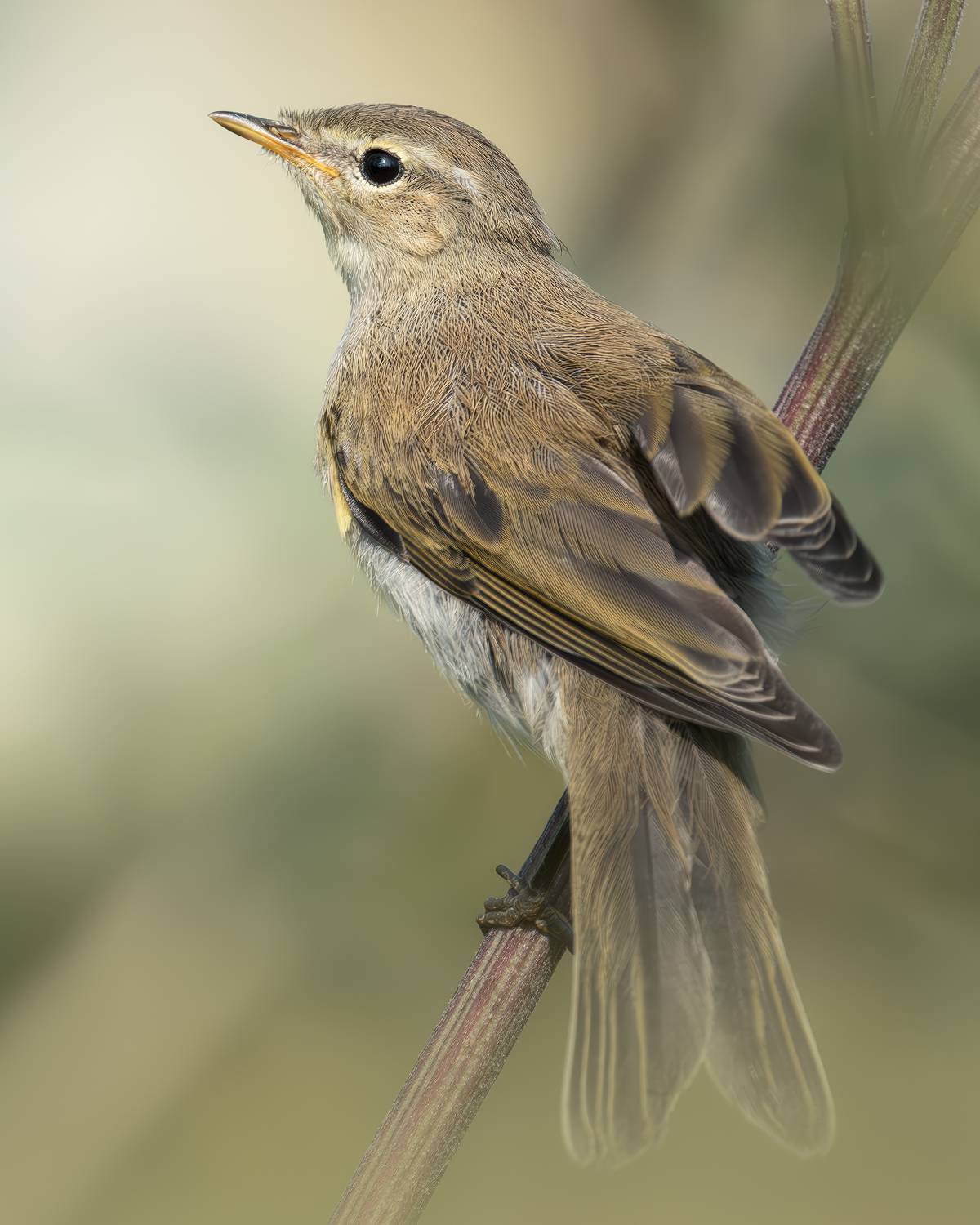 , Поляков Михаил