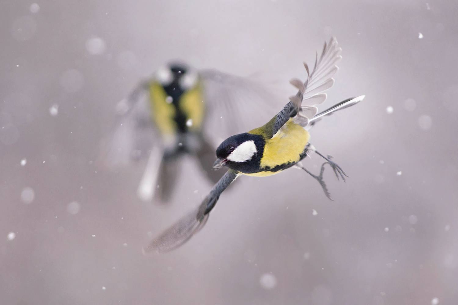 , Евгени Стефанов