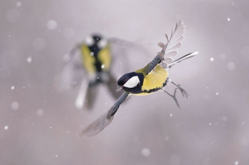 Большая на снегу фото превью