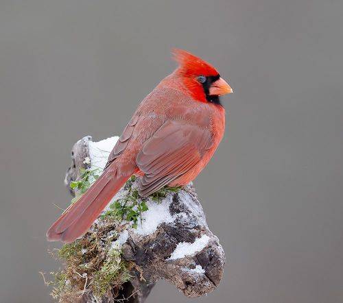 Northern Cardinal, male - Красный кардинал, самец