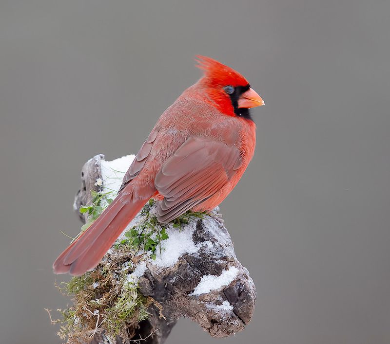 красный кардинал, northern cardinal, cardinal,кардинал, зима Northern Cardinal, male - Красный кардинал, самец фото превью