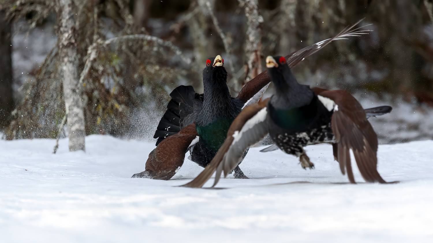 , Калинин Михаил