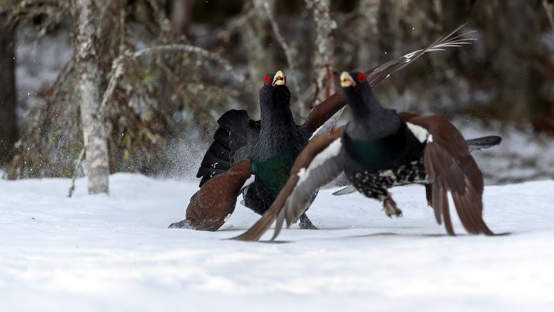 Токовик прогоняет конкурента) фото превью