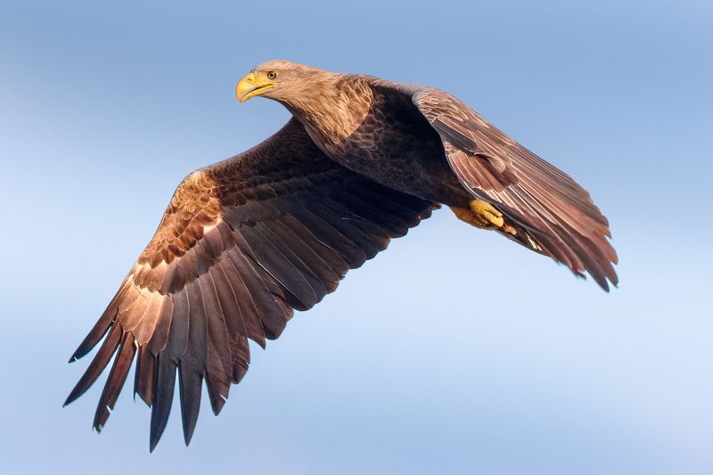 White-tailed Eagle фото превью
