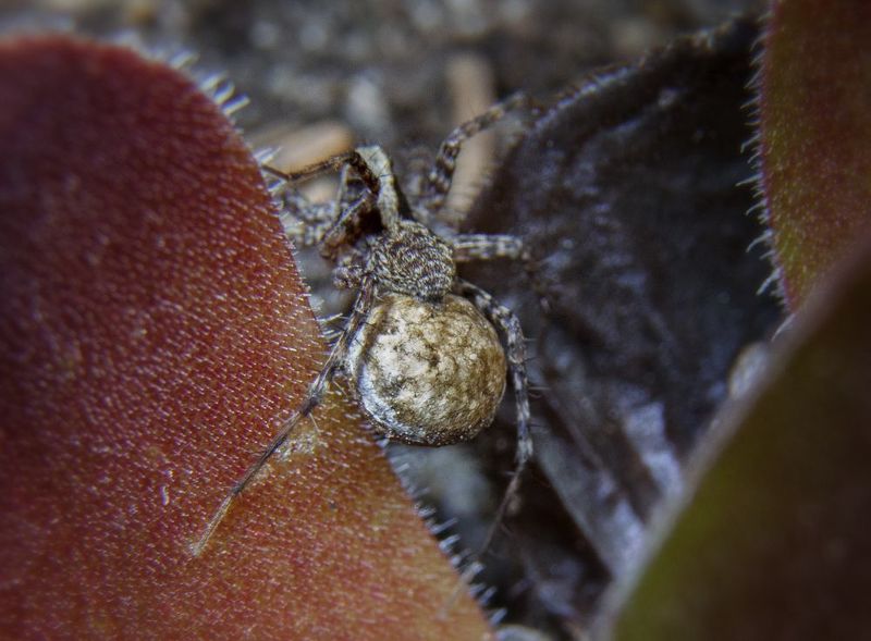 Драгоценная ноша фото превью