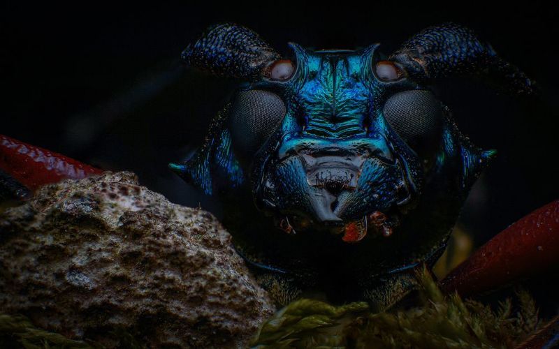 macro, insect, beetle, nature Metallic Longhorn Beetle фото превью