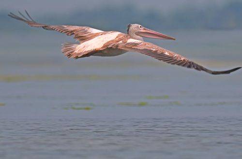 spot billed pelican