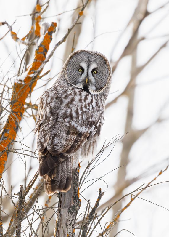 Бородатая неясыть/The great grey owl фото превью