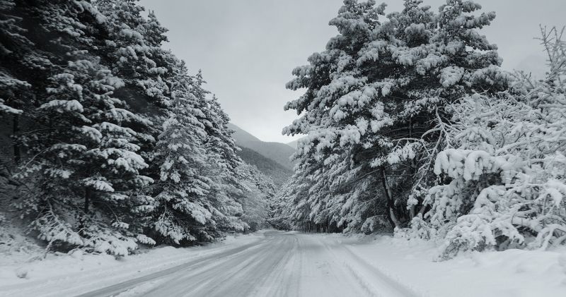 Цей-2024 фото превью