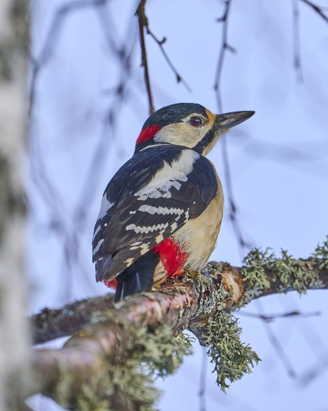 Great Spotted Woodpecker. фото превью
