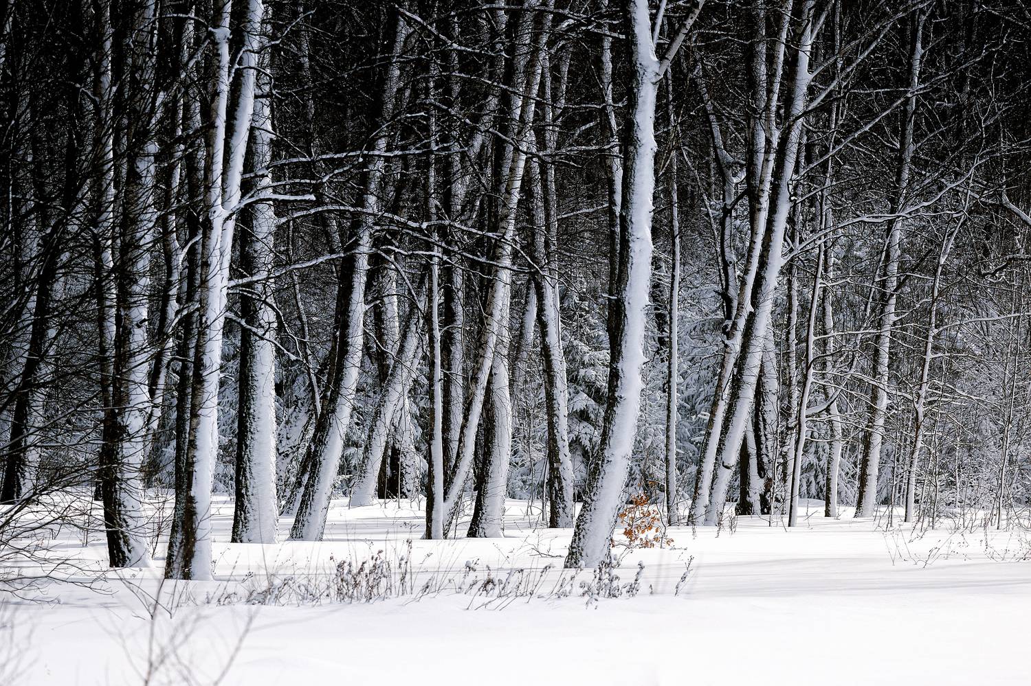 , Загруев Михаил