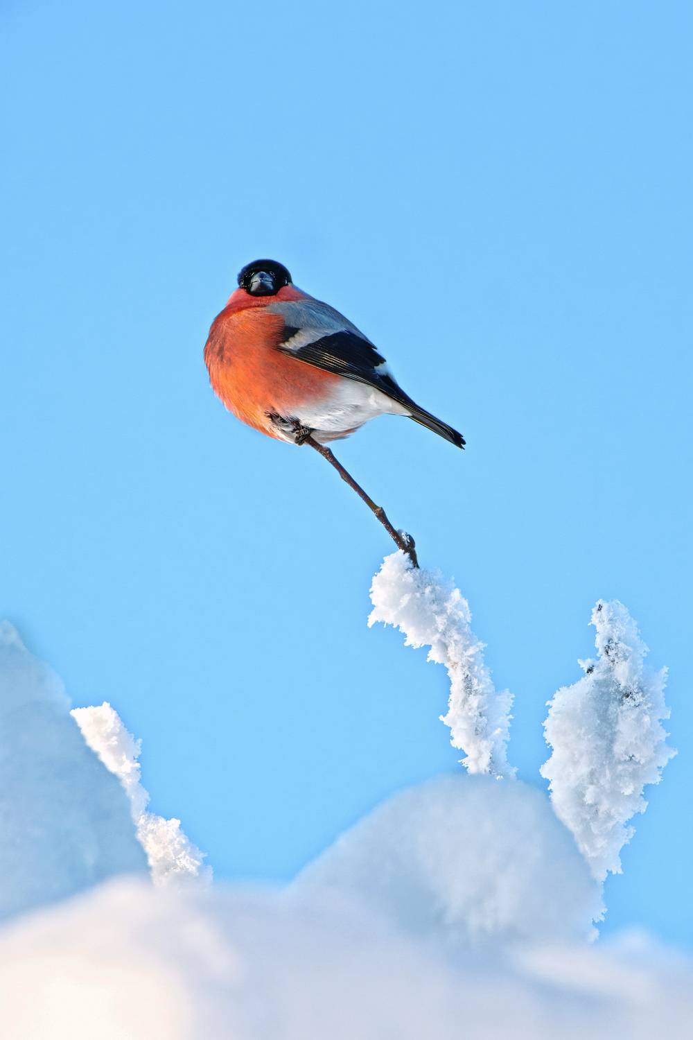 таганай, урал, южный урал, зима, снег, мороз, птицы, бердвотчинг, birdwatching, Ketov Vladimir